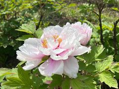 -合肥三国新城遗址公园