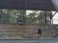 -新加坡飞禽公园