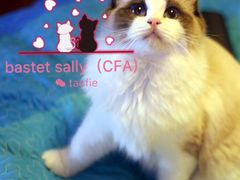 -Bastet sally猫舍购宠(静安店)