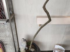 -喜茶(珠海华发商都店)