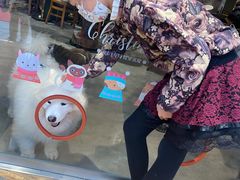 -more than meow吴止猫主题餐厅(承德 中船汇店)