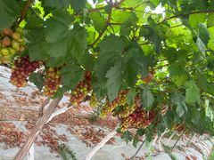 -金谷域澳洲庄园