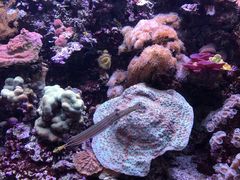 -西雅图水族馆