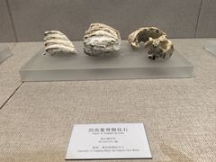 -衢州市博物馆