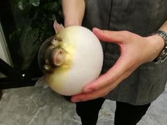-肆月河豚·新淮扬(金融街店)