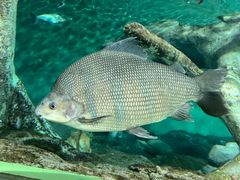 -上海海洋水族馆