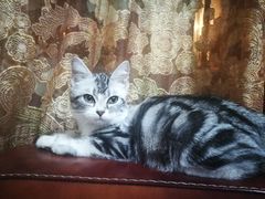 -纳吉亚猫专科动物医院博雅分院