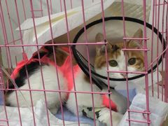 -伟伟宠物医院·CT影像中心·瑞派犬猫综合性门诊(汉口总院)