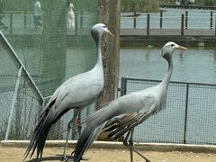 -盐城丹顶鹤湿地生态旅游区