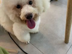 -萌兽医馆·宠物医院·猫骨科(创景店)