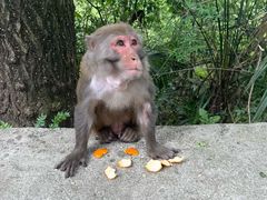 -黔灵山公园