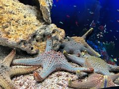 -芜湖新华联大白鲸海洋公园