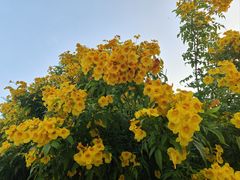 -深圳湾公园(南山区)