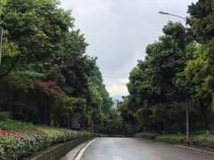 -铁山坪森林公园