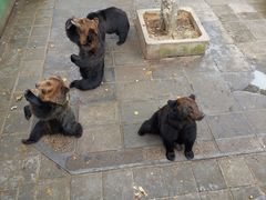 -西霞口神雕山野生动物世界