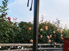 -蘇河湾·新鲁菜·泰山宴(泰山店)