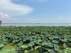 -七的湖·晚芳亭·阳澄湖农家菜·大闸蟹(莲花岛店)