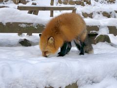 -宫城藏王狐狸村