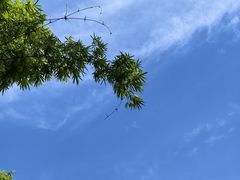 -缙云山景区