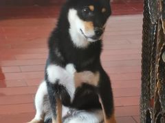 -喜柴咖啡·柴犬狗咖
