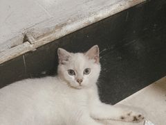 -德记潮州砂锅粥(广州大道北店)