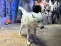 -芜湖新华联大白鲸海洋公园