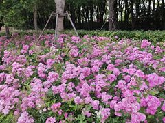 -嘉北郊野公园
