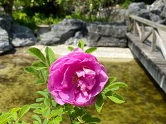 -上海吴淞炮台湾国家湿地公园