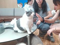 -MOCHA明星猫咖(田子坊店)