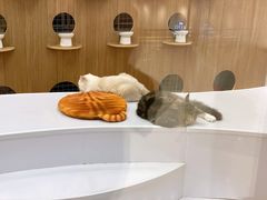 -COLOR PETS 撸猫馆·购猫·猫咖(长风大悦城店)