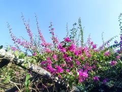 -瑞丽独树成林风景区