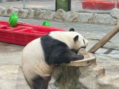 -栾川竹海野生动物园