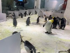 -大连圣亚海洋世界