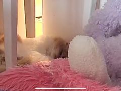 -momokira米努特·德文卷毛猫·棉花面纱犬