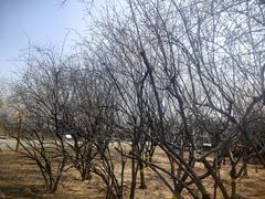 -永定河休闲森林公园