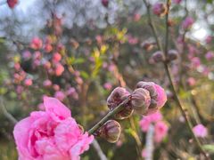 -桃花涧