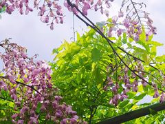 -嘉定紫藤园