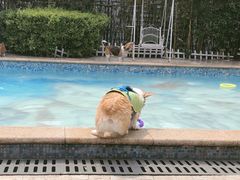 -汪说喵讲宠物乐园宠物酒店(红星美凯龙店)