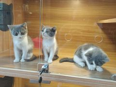 -猫十亿·布偶金渐层·曼基康矮脚猫舍(青年路店)