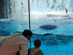 -帝企鹅自助餐厅•儿童岛•真企鹅(长隆企鹅酒店)