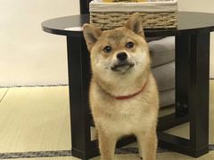 -逗柴咖啡屋·狗咖猫咖宠物桌游