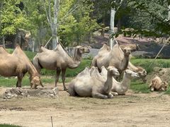 -北京野生动物园