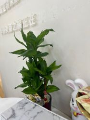 -JUVA欧华医美连锁