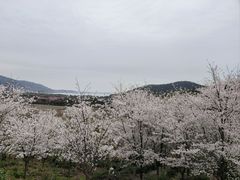 -香雪海