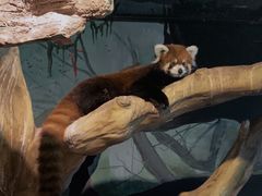 -绿色星球动物主题公园