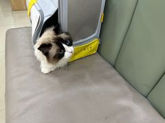 -艾贝尔宠物诊疗