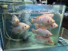 -小海豚•老字号海鲜餐厅(天涯店)