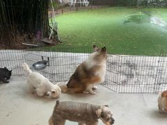 -Dog in Town Ekkamai