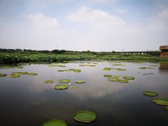-荷塘月色湿地公园·向阳花洲