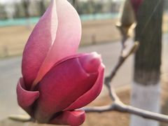 -济南植物园